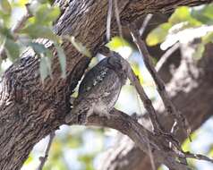 Image of African Scops Owl