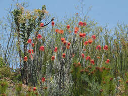 Image of Rocket pincushion