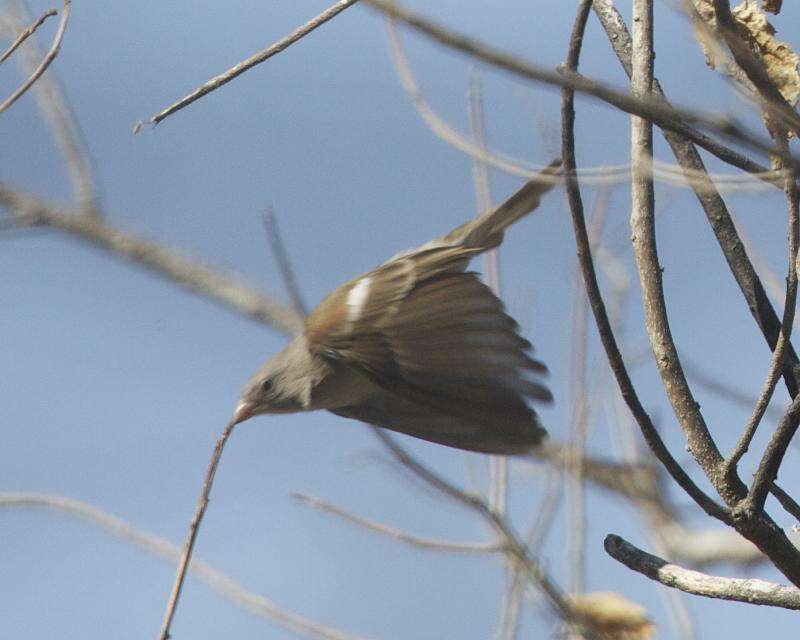 Image of Cape Sparrow