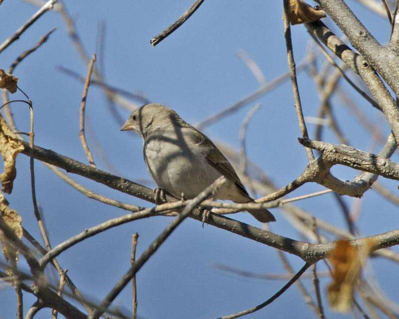 Image of Cape Sparrow