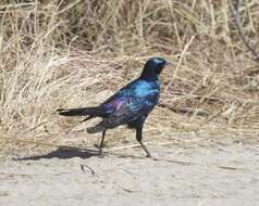 Image of Burchell's Glossy-Starling