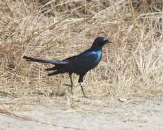 Image of Burchell's Glossy-Starling