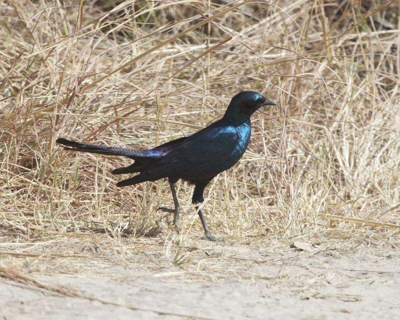 Image of Burchell's Glossy-Starling