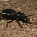 Image of Anthia (Termophilum) fornasinii Bertoloni 1845