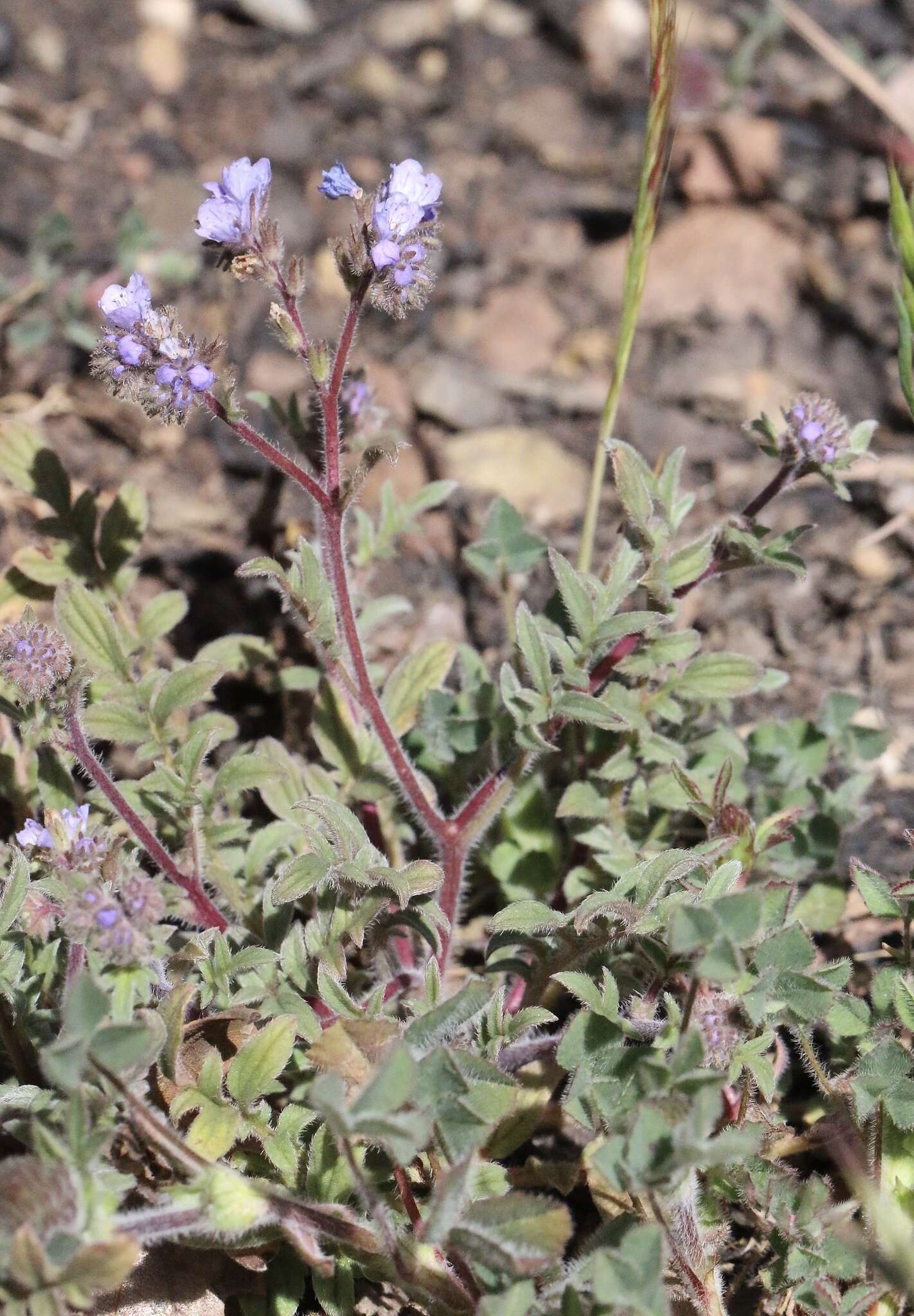 Imagem de Phacelia breweri A. Gray