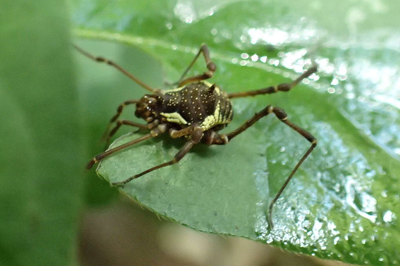 Image of Graphinotus viridiornatus (Soares & Soares 1945)