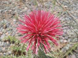 Plancia ëd Cirsium ochrocentrum A. Gray