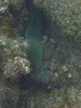 Image of Chestnut moray