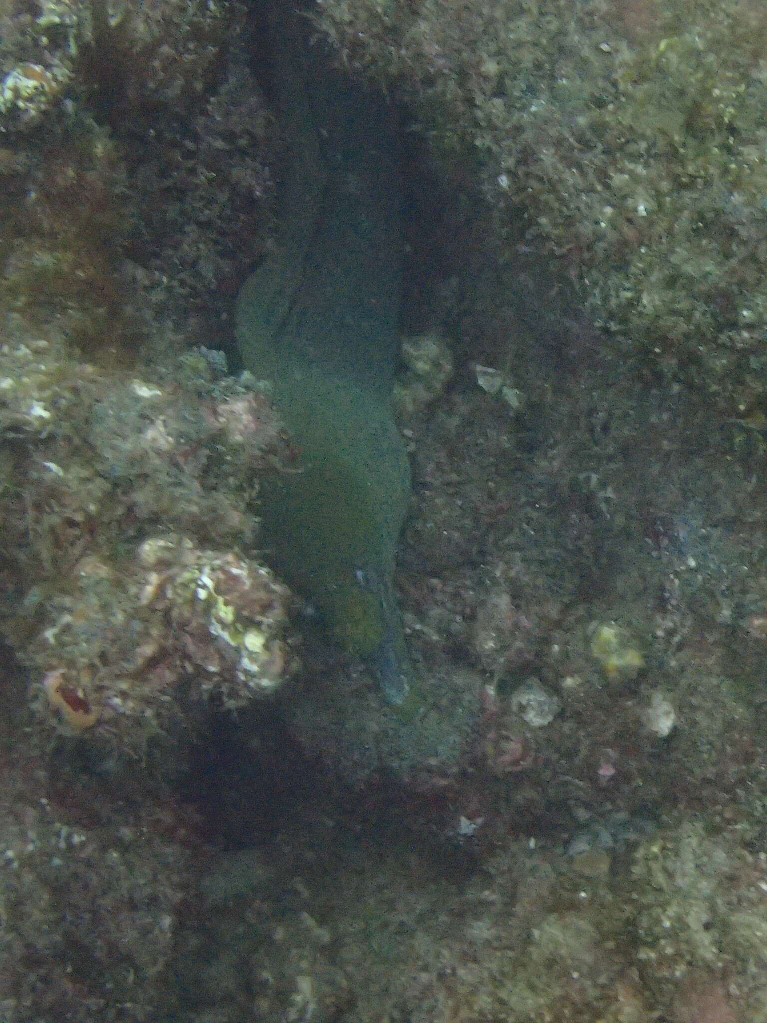 Image of Chestnut moray