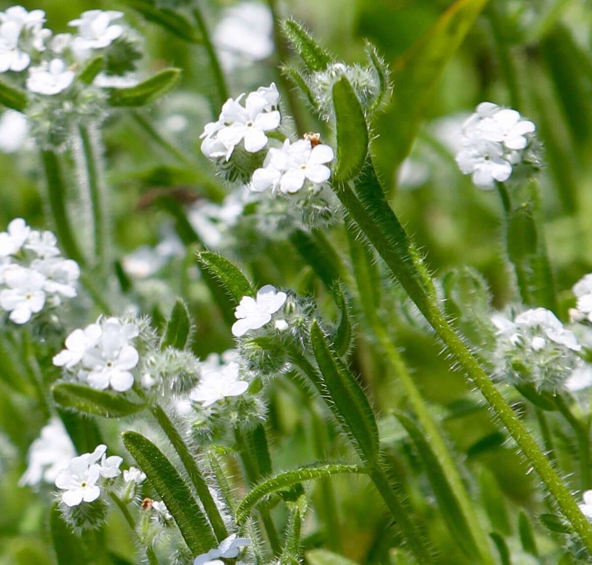 Image of Cooper's popcornflower