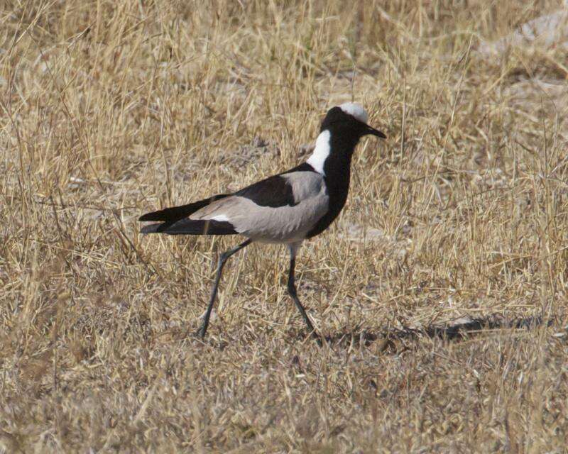 Image of Blacksmith Lapwing