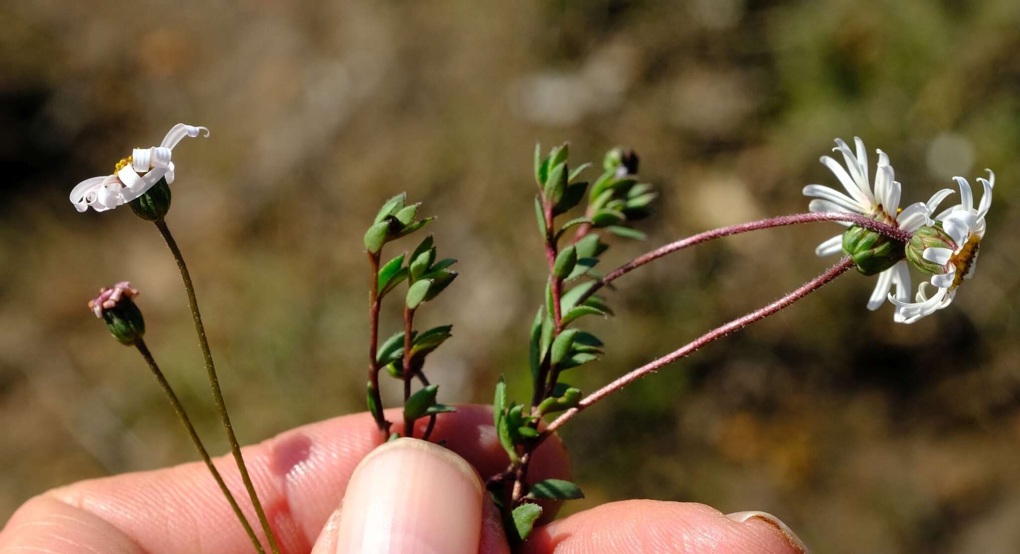 Image of Felicia nigrescens Grau