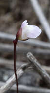 Image de Utricularia delicatula Cheesem.