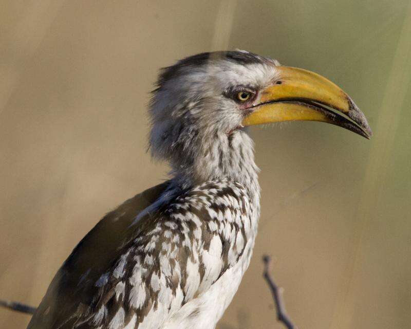 Image of Southern Yellow-billed Hornbill