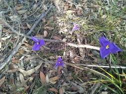 Image of Patersonia sericea R. Br.