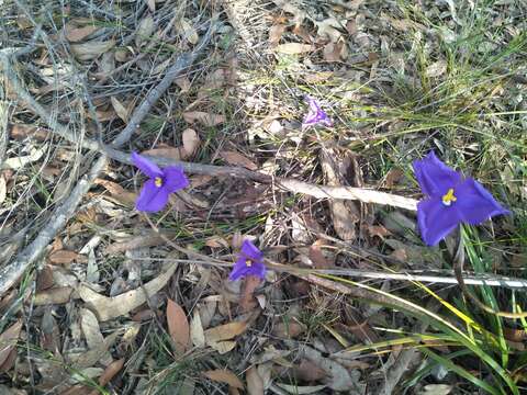 Image of Patersonia sericea R. Br.