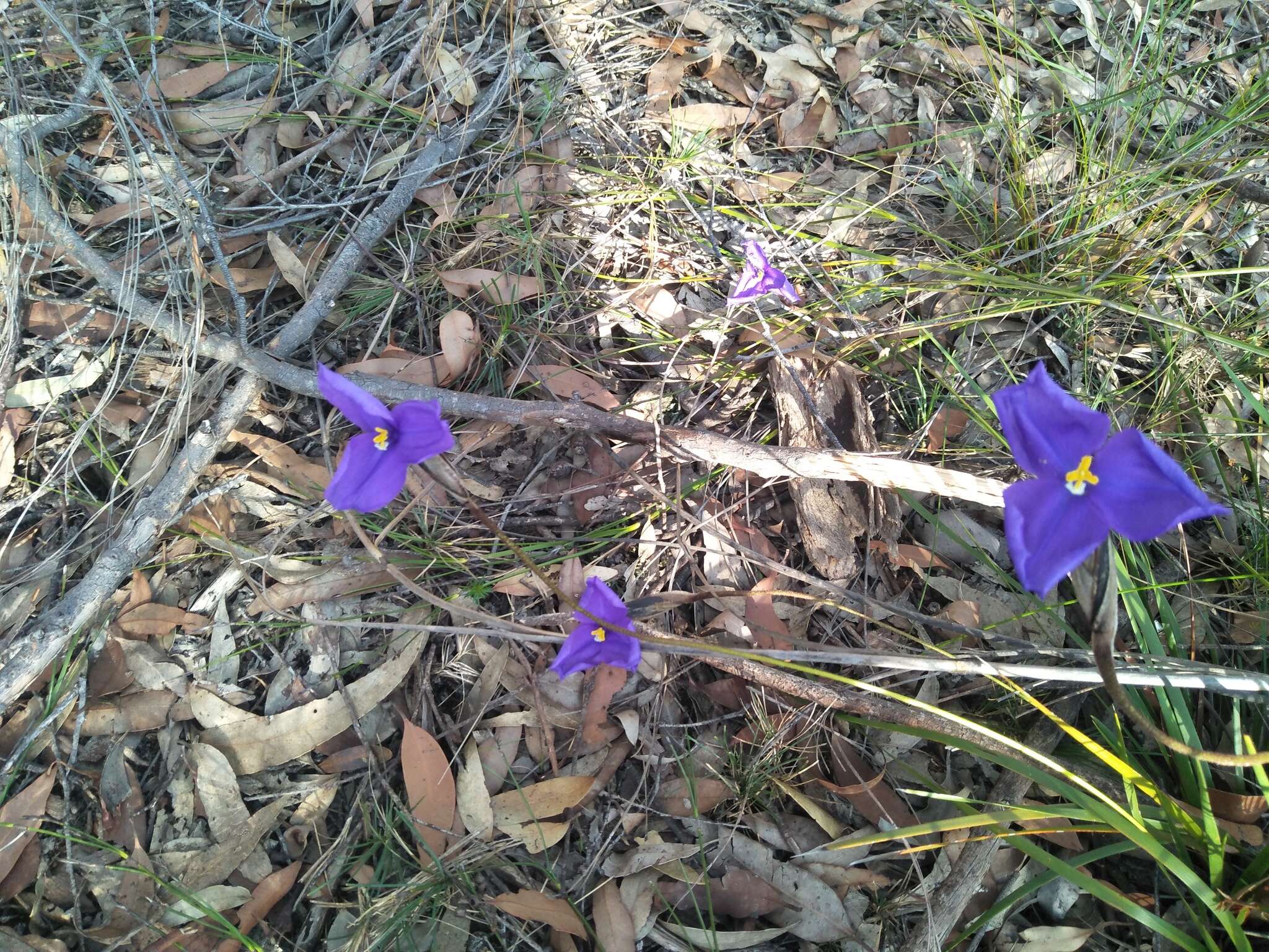 Image of Patersonia sericea R. Br.