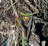 Image de Asplenium crinicaule Hance