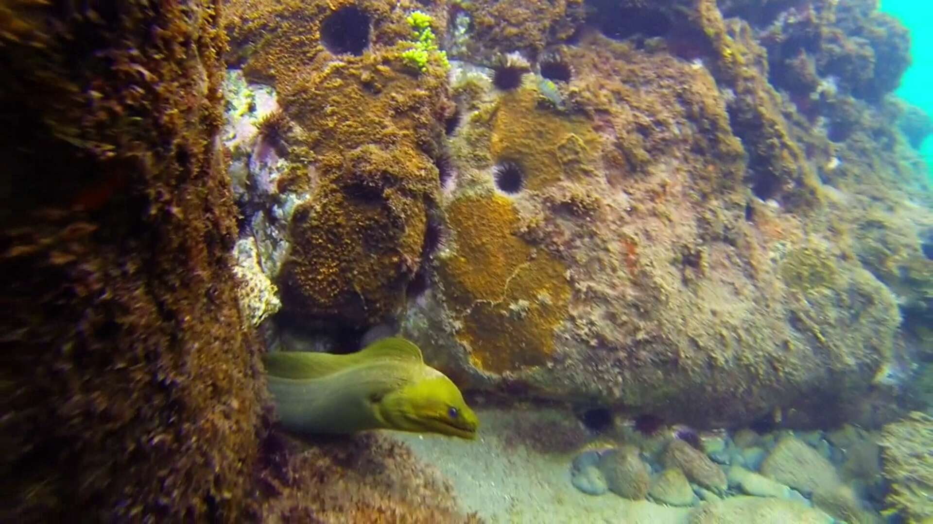 Image of Black Moray