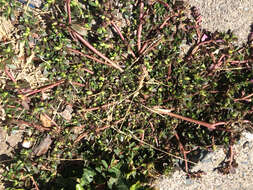 Image of common purslane