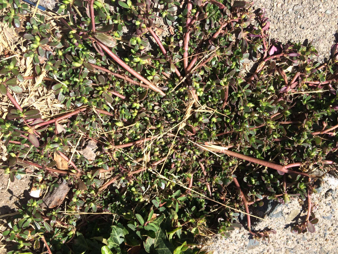 Image of common purslane