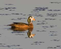 Image of African Pygmy Goose