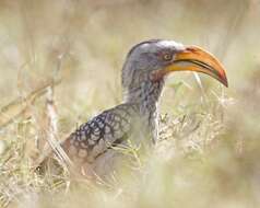 Image of Southern Yellow-billed Hornbill