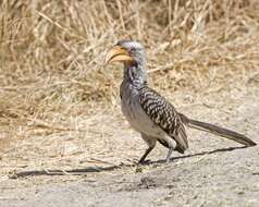 Image of Southern Yellow-billed Hornbill