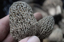 Image de Morchella tomentosa M. Kuo 2008