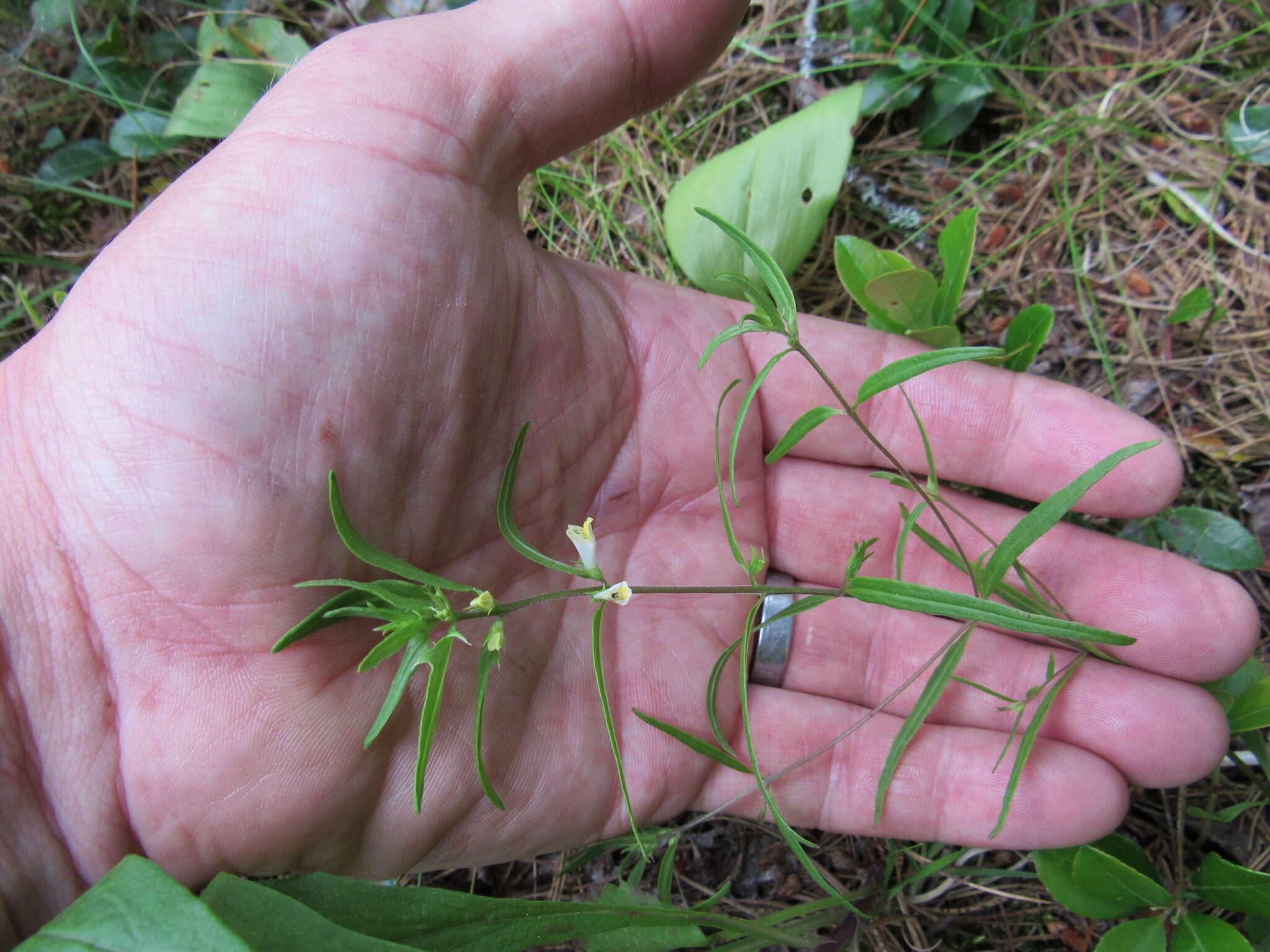 Plancia ëd Melampyrum lineare Desr.