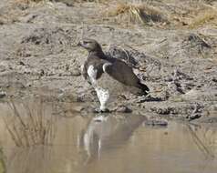 Imagem de Polemaetus Heine 1890