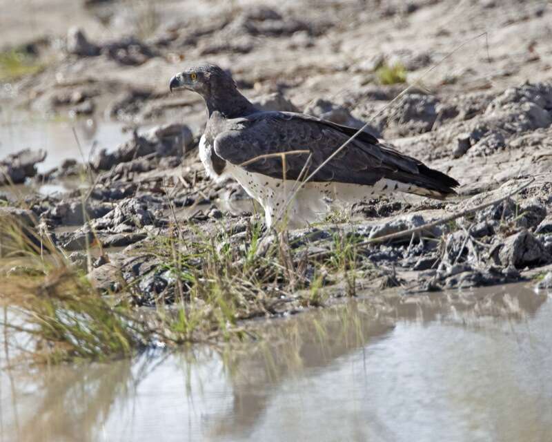 Imagem de Polemaetus Heine 1890