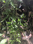 Image of Lygodium cubense Kunth