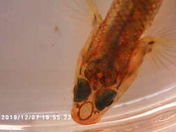 صورة Rhinogobius duospilus (Herre 1935)