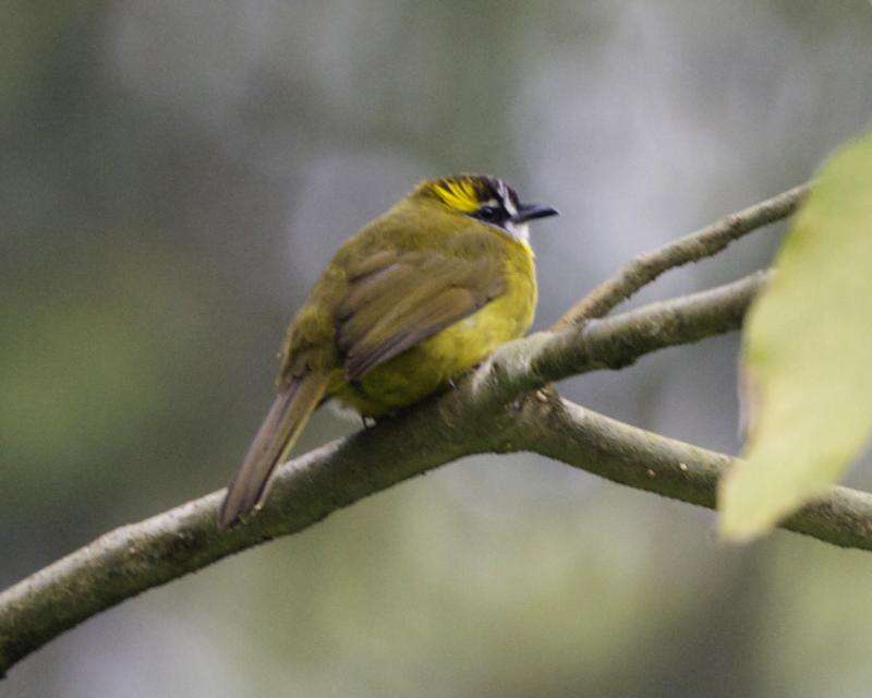 Image of Yellow-eared Bulbul