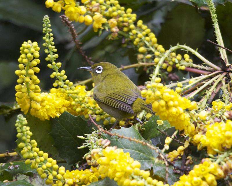 Image of Ceylon White-eye