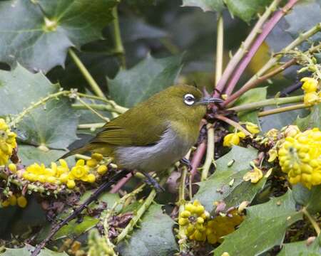 Image of Ceylon White-eye