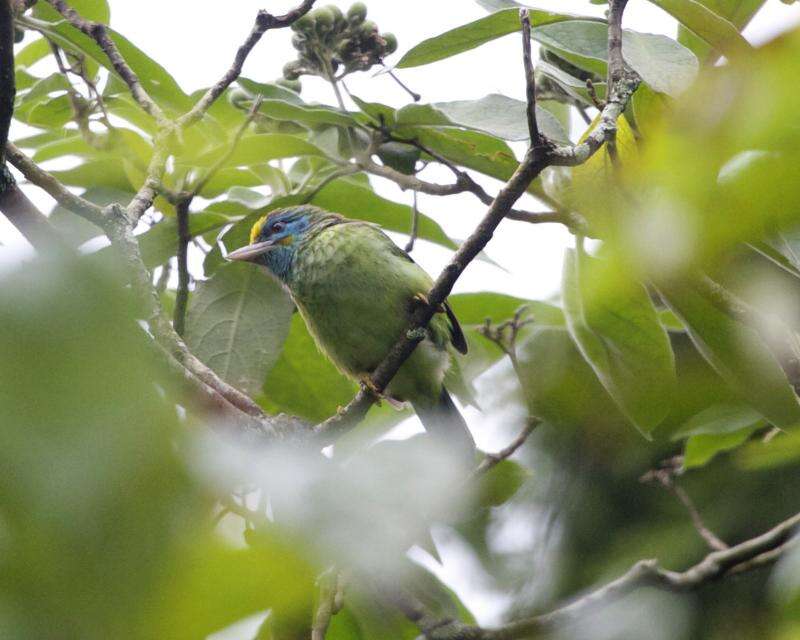 Image of Asian barbets