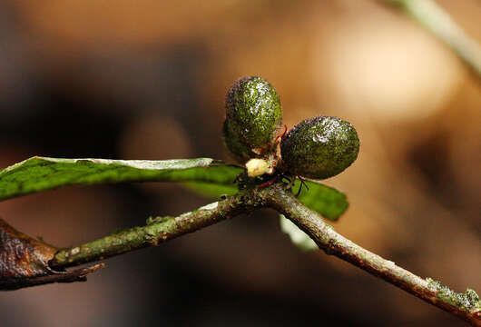 Image of Dichapetalum heudelotii (Planch. ex Oliv.) Baill.