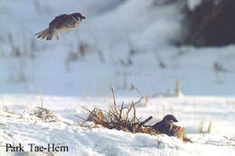 Image of Eurasian Tree Sparrow