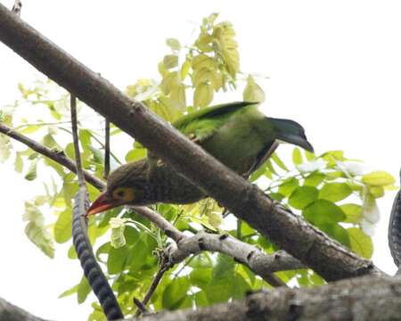 Psilopogon zeylanicus (Gmelin & JF 1788) resmi