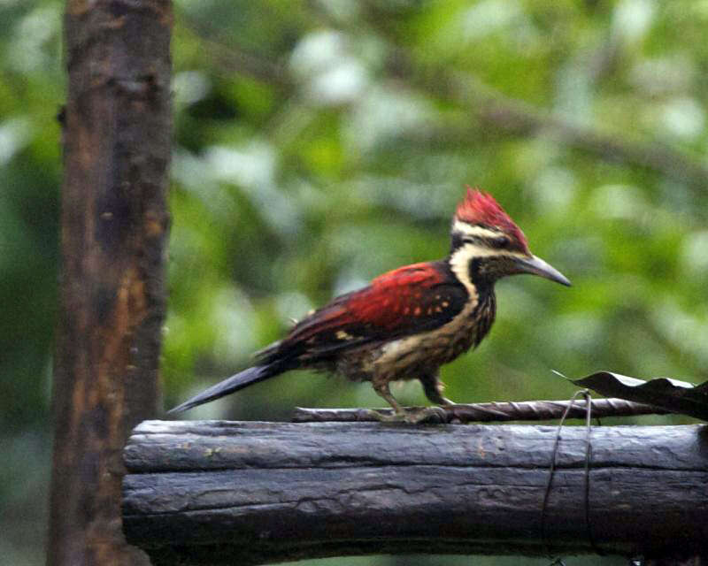 Image of Lesser Crimson-backed Flameback