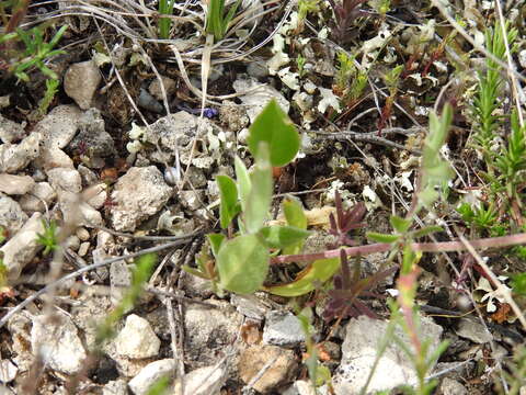 Image of Anthyllis vulneraria subsp. rubriflora (DC.) Arcang.