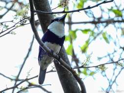 Image of White-necked Puffbird