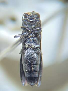 Image of Agrilus carpini Knull 1923