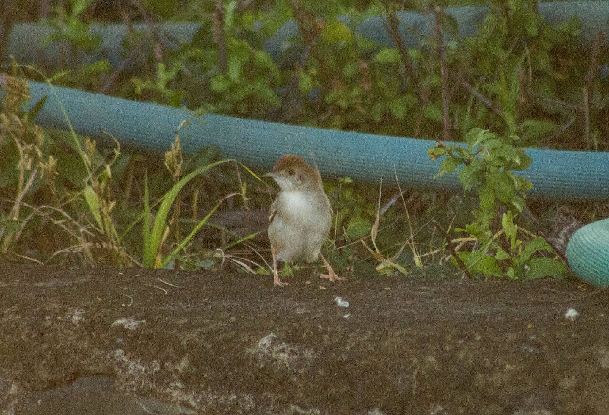 Image of Cisticola chiniana chiniana (Smith & A 1843)