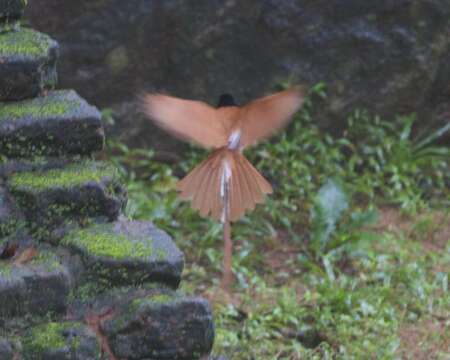 Image of Asian Paradise-Flycatcher