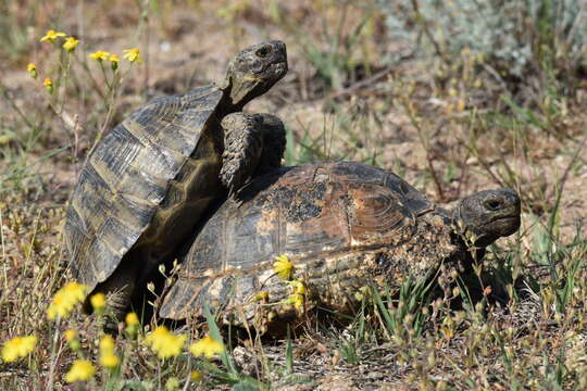 Слика од Testudo graeca ibera Pallas 1814