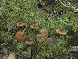 Image of Inocybe stellatospora (Peck) Massee 1904