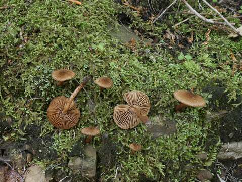 Image of Inocybe stellatospora (Peck) Massee 1904